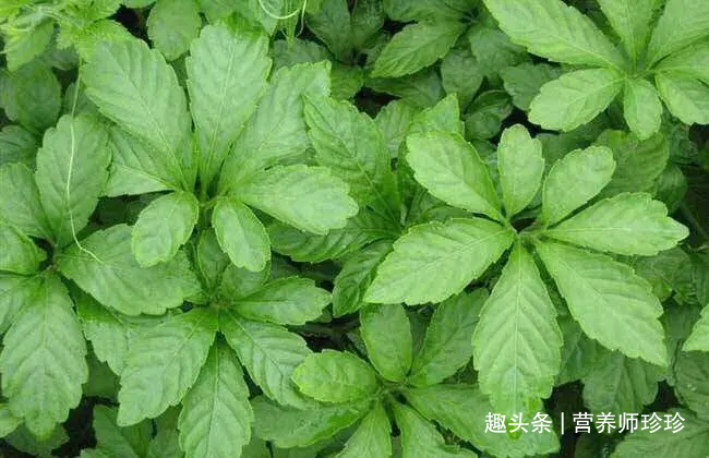 奇效|癌症最怕的3种野菜,营养健康,预防癌症有奇效,大家不妨了解下