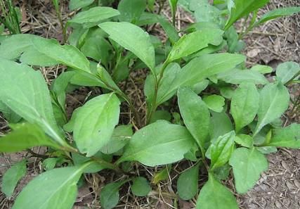 3月吃它正当时，若遇到别手软，解油腻更是一绝，有条件请移栽