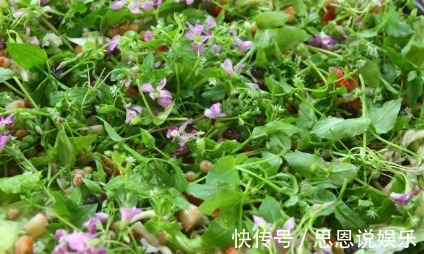 农民|农村一种常见野菜,农民总认为它是茼蒿,其实比茼蒿更为营养