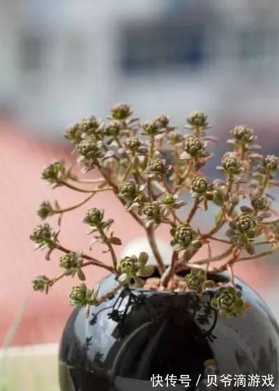 水和光多少是适量,50种常见多肉植物度夏攻略