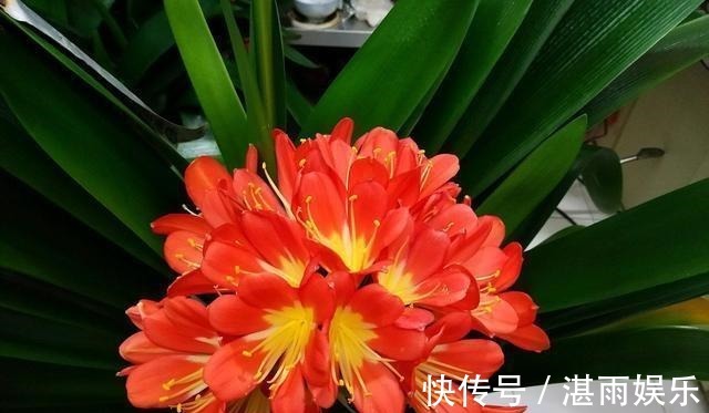 酵素|3种水直接浇花,是毒水,浇下去花卉黄叶、烂根都来了