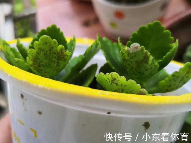 叶子|10种花要控水，天热反而不能浇，一浇水就死