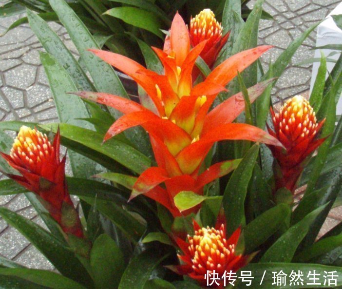 名字带“财气”的4种花卉，有钱人养家里都养一盆，寓意财源滚滚