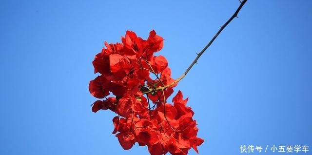 这些花淋雨就成“落汤鸡”，下雨最好搬屋里，否则花期减半！