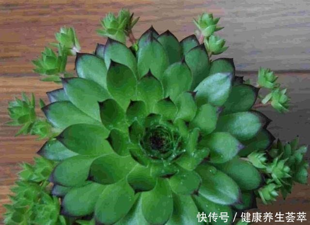 观音莲这样养,“小莲花”围一圈,从普货到“贵货”,就差这一步!