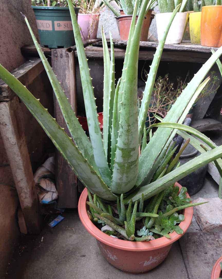 家里养的芦荟,养生还美容,学会浇水长得更壮