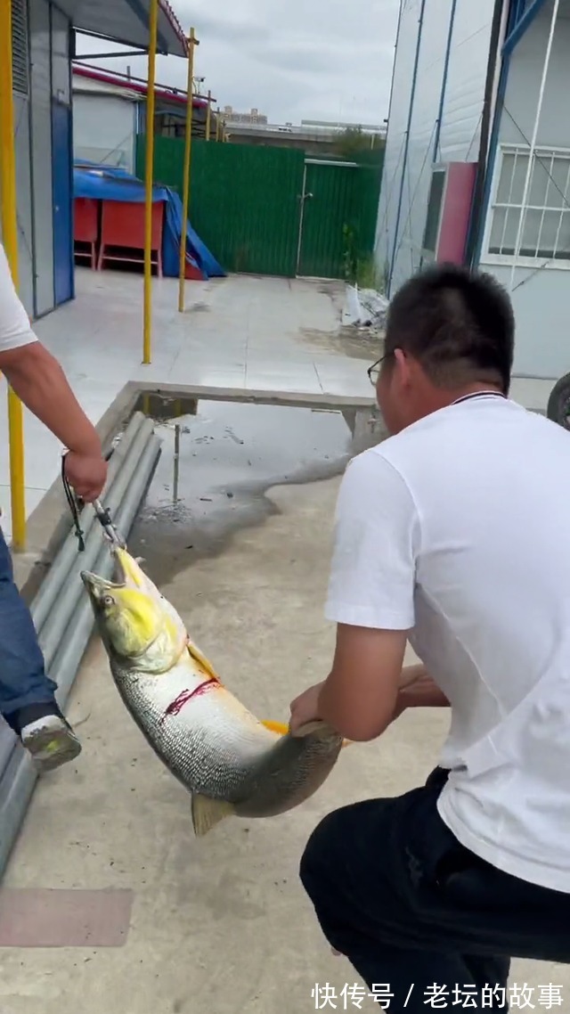 除害江苏小伙阳澄湖钓起水老虎,小伙不知它吃了大闸蟹