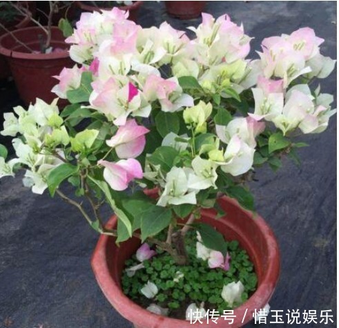 这才是“啤酒”浇花的正确方法,做对了,叶绿花多,越长越茂盛!