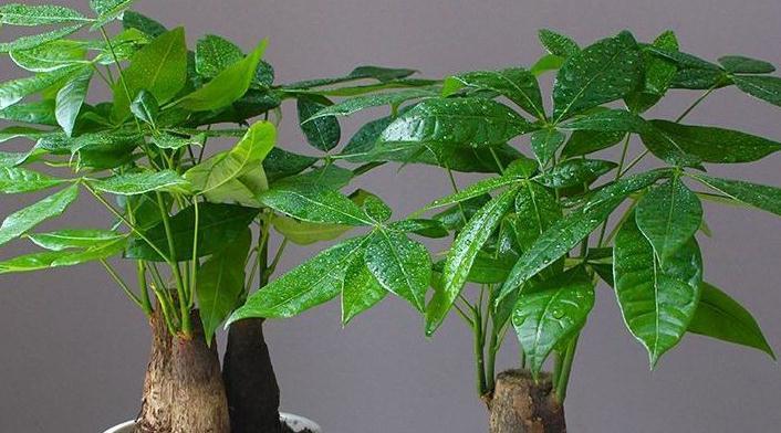 冬季养发财树,4点最容易造成黄叶,学会此样做,叶片油绿