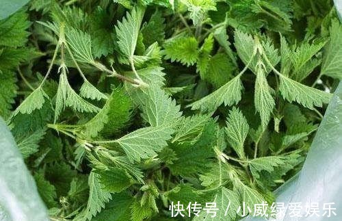 慢性皮肤病|农村的“咬人草”, 竟是“百草之王