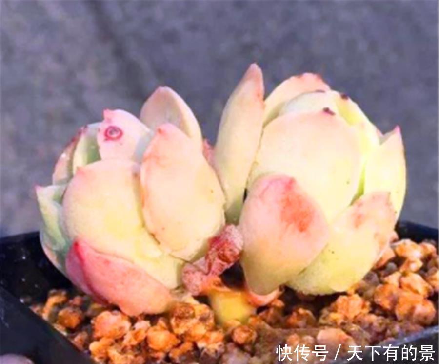 多肉中的“七色仙子”,造型独特色彩缤纷,7种风格各具特色