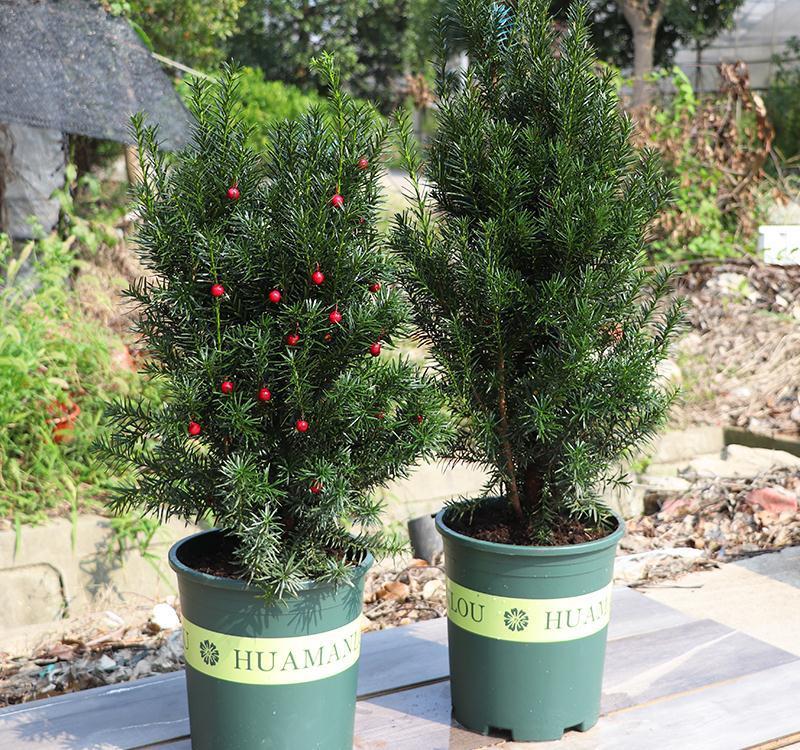 家庭盆栽红豆杉，多小心这5个细节，红果绿叶喜庆又别致