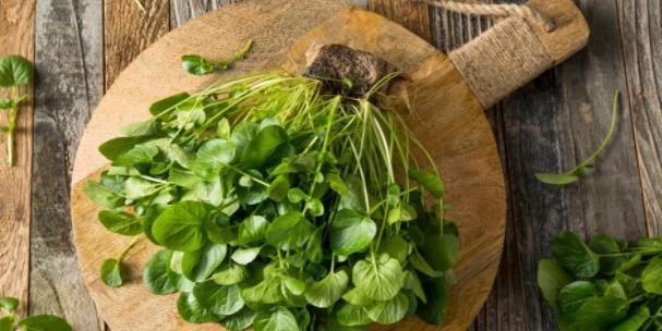 苦菜|五种抗癌、长寿的野菜在农村很常见,连医生都争着吃!你清楚吗?