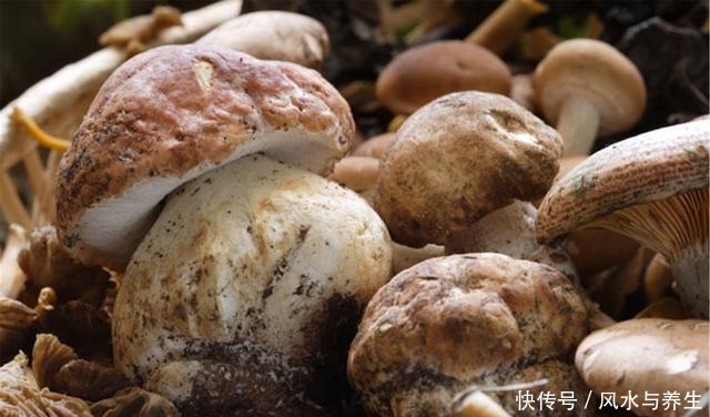 买香菇,挑大的还是小的牢记“3买3不买”,谁也不敢忽悠你!