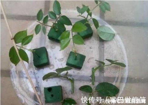 生根|扦插月季不生根？用这捂一捂，过几天“冒白根”，变成月季大户