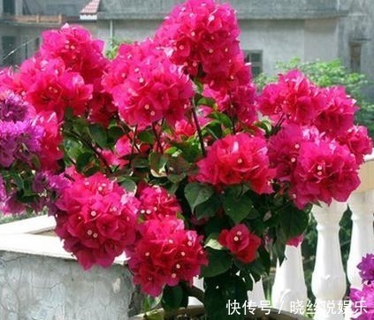 年头|家里养上“3种花”，从年头“香”到年尾，阳台变花海，太美了