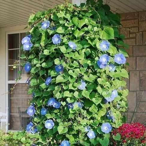 养爬墙花卉，盆底下埋几粒“这东西”，三个月长成瀑布