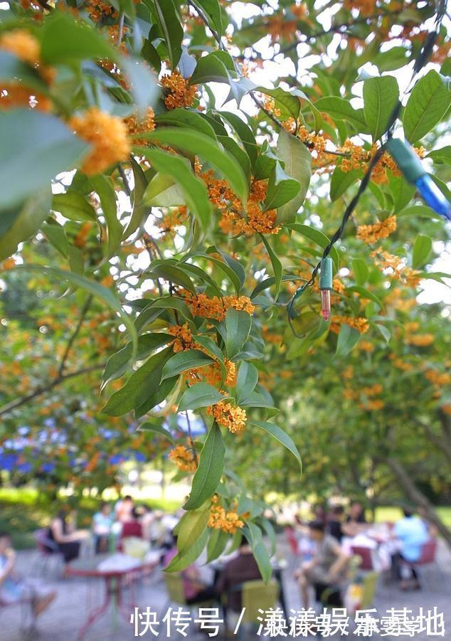 桂花树|4种树“自带体香”，家有小院养一棵，很好闻