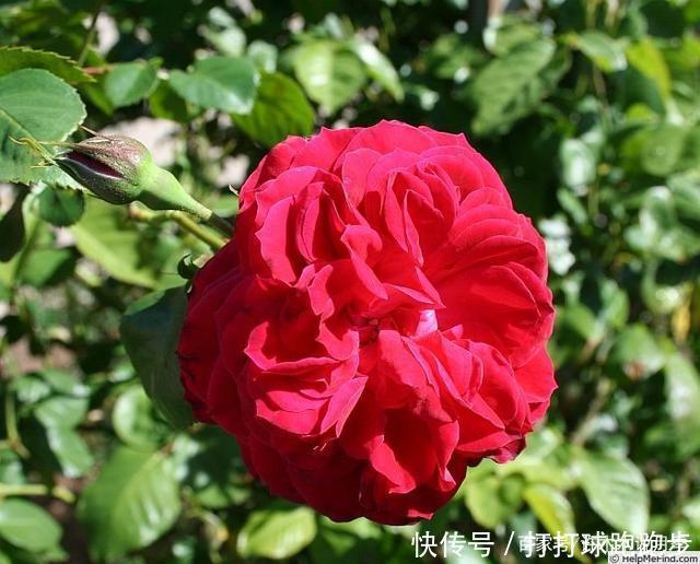 25个拥有中国血统的波旁月季。花朵超大个个丰花,还能爬藤做花墙