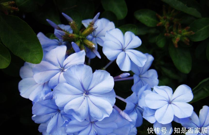 高雅|兰花品质高雅深受大家喜欢,这6种不常见的稀有兰花,你养过吗?