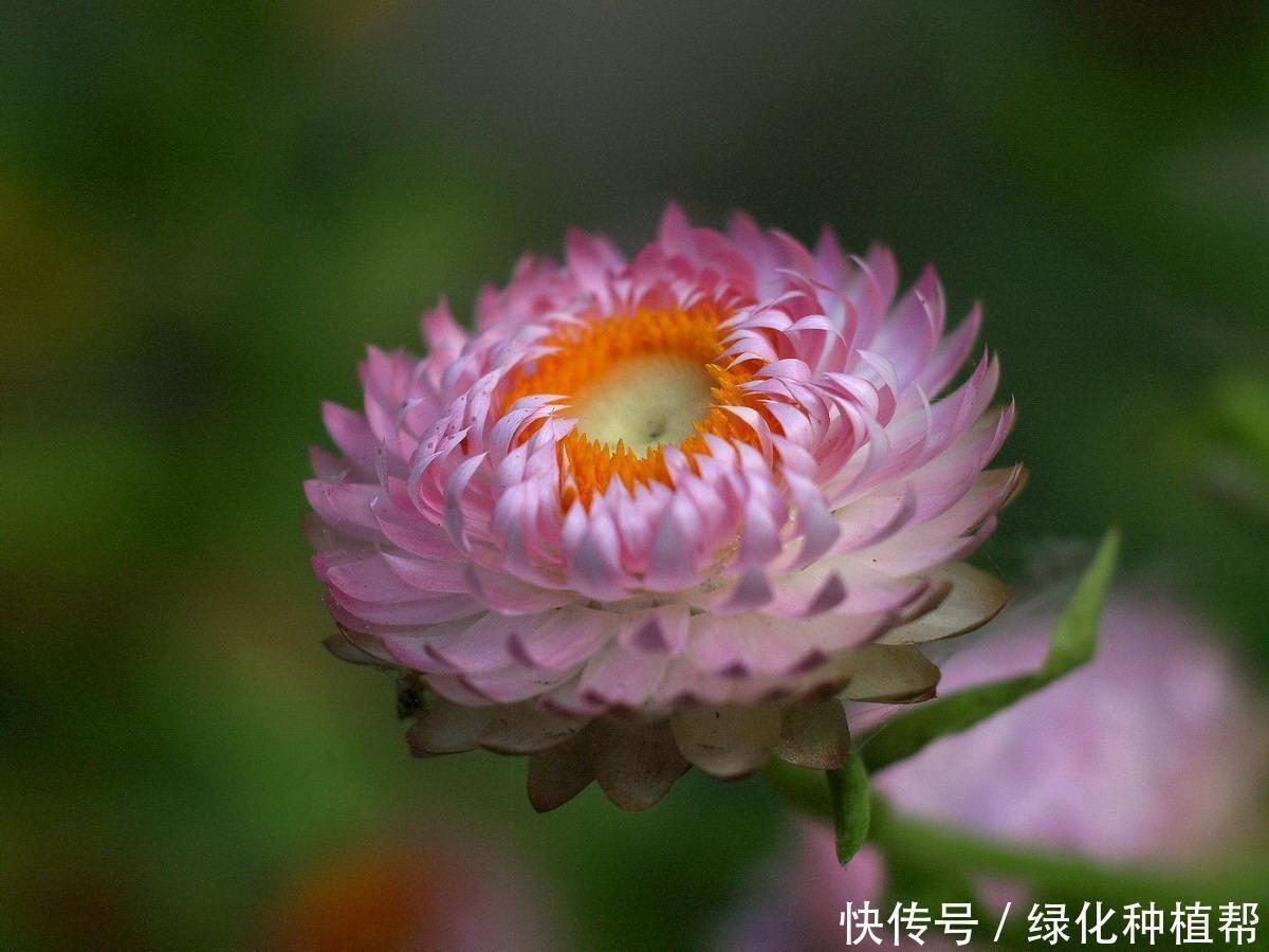 麦秆菊:美容养颜效果好,是自然界恩赐的天然“工艺品”