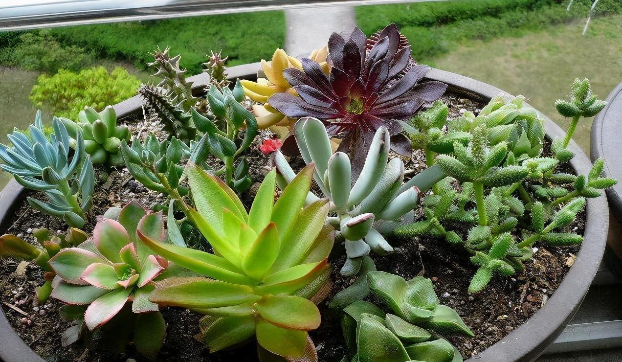 多肉|夏天养多肉，3个“痛点”别忽视，肉肉难长大，摊大饼，难度夏