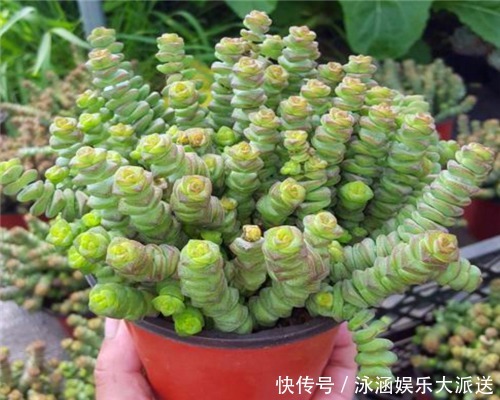 妙招|多肉钱串子不好养教你3个养护钱串子的妙招,轻松爆盆又美观