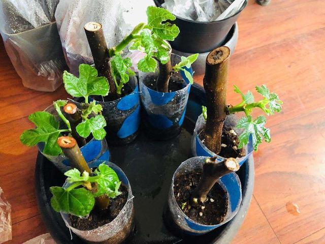 “2种花”现在扦插正好，剪个枝插盆里，易生根，很快长出一大盆