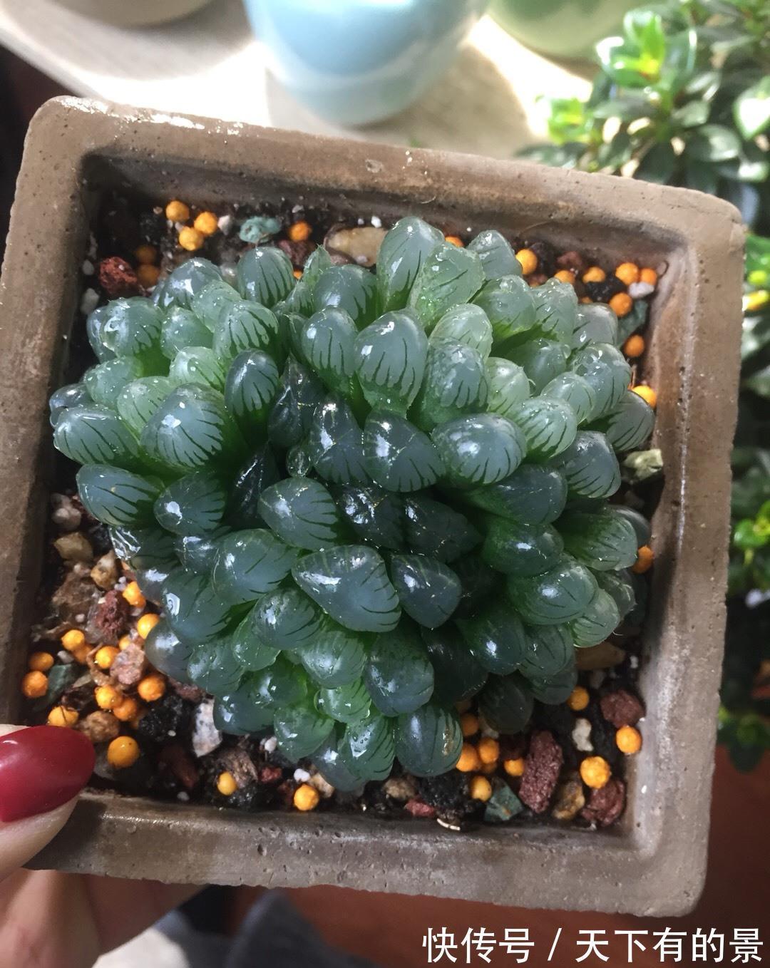 玉露|这“三多肉”怕日晒，放在封闭房间，叶片肥美不徒长，依旧长得旺