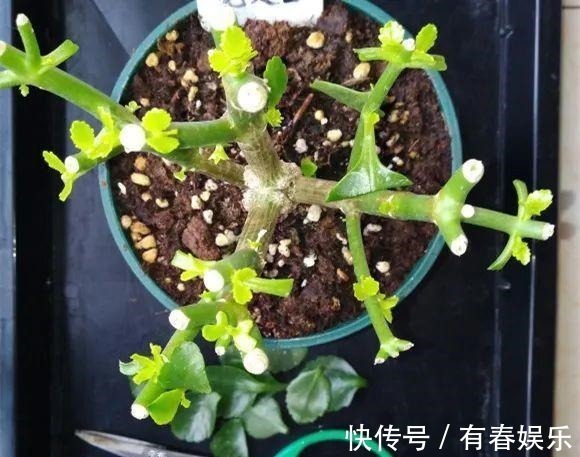 现在养花要重剪,剃光头,撸光叶,越狠越爆盆