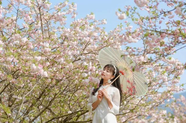 樱花树下，油菜花旁，篁岭春色与汉服古风撞个满怀！