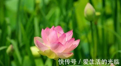 金牛|下周，花开枝头，全力挽回，没有结局，喜鹊归巢，打动前任