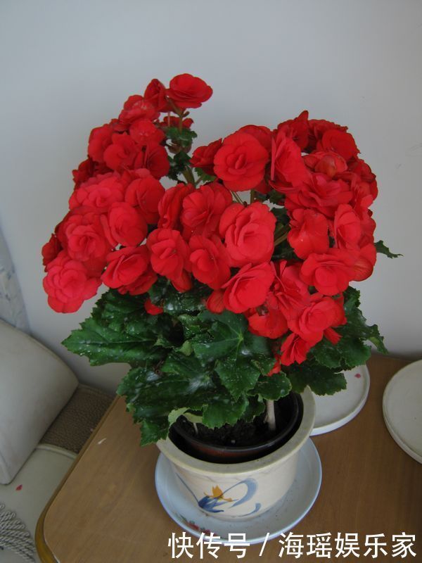 漂亮|像玫瑰花一样漂亮，全年开花不停，这种盆栽观赏植物，你值得拥有