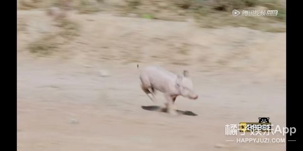 它逃，他追，它…跑的更飞？