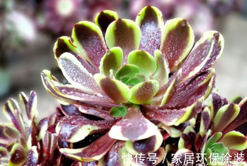 小苗|多肉欧佳丽法师太贵？秋天可以入手小苗，照我的方法养活没啥问题