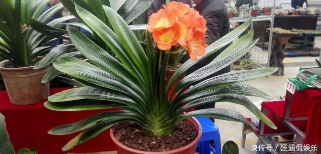 君子兰不开花,却不知道问题在哪老花匠这些地方有讲究