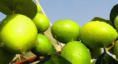 聰明人愛吃3種食物，營養(yǎng)豐富，改善體質(zhì)