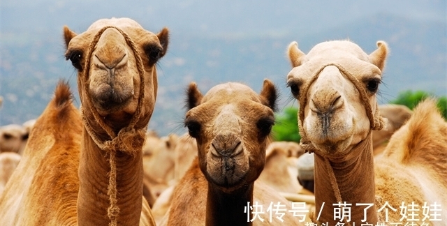 24个冷知识:或许只有少数人知晓,无用但有趣的猎奇知识