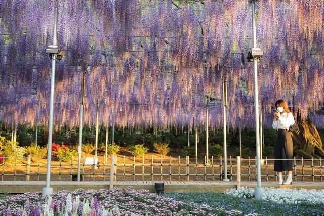 日本足利：紫藤花开