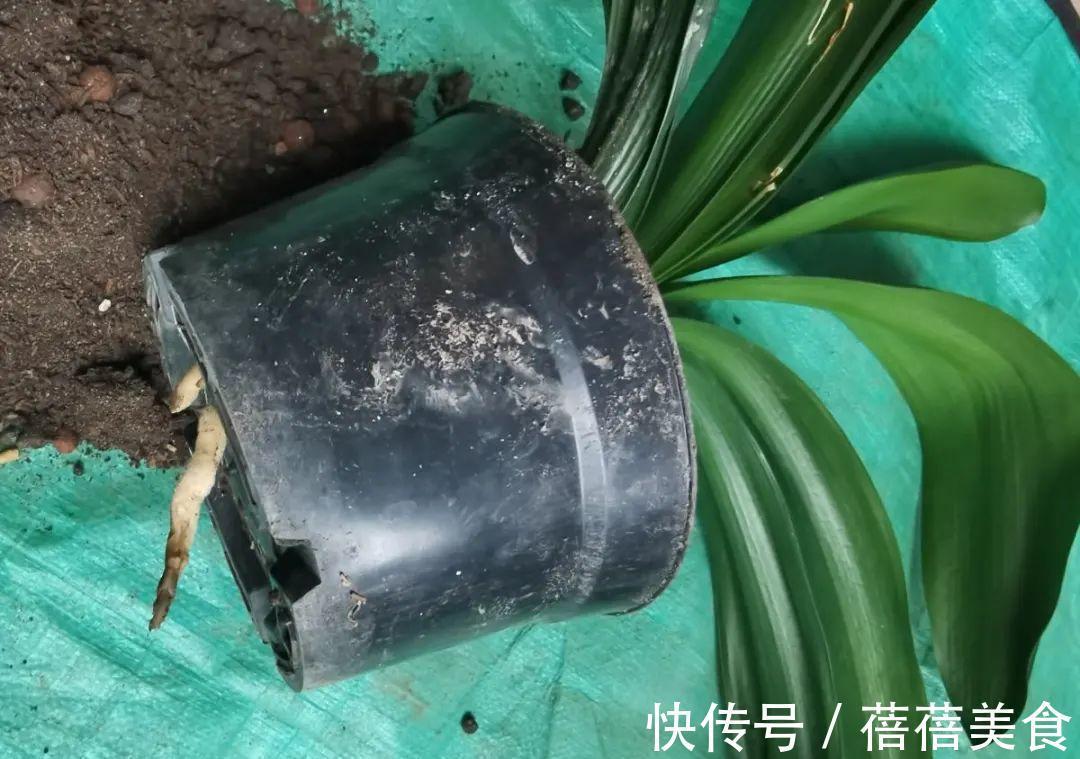 养君子兰就得学会6要点,叶子绿油亮,开花多又大