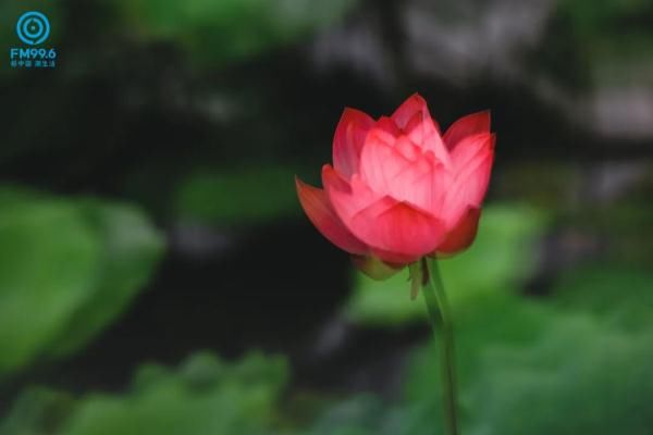 阳光|今日夏至，宜读诗赏雨吃瓜，期待阳光