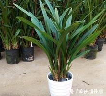 报岁|让人一眼就爱上的兰花,不娇不媚,清新脱俗,报岁香兰,墨兰企黑