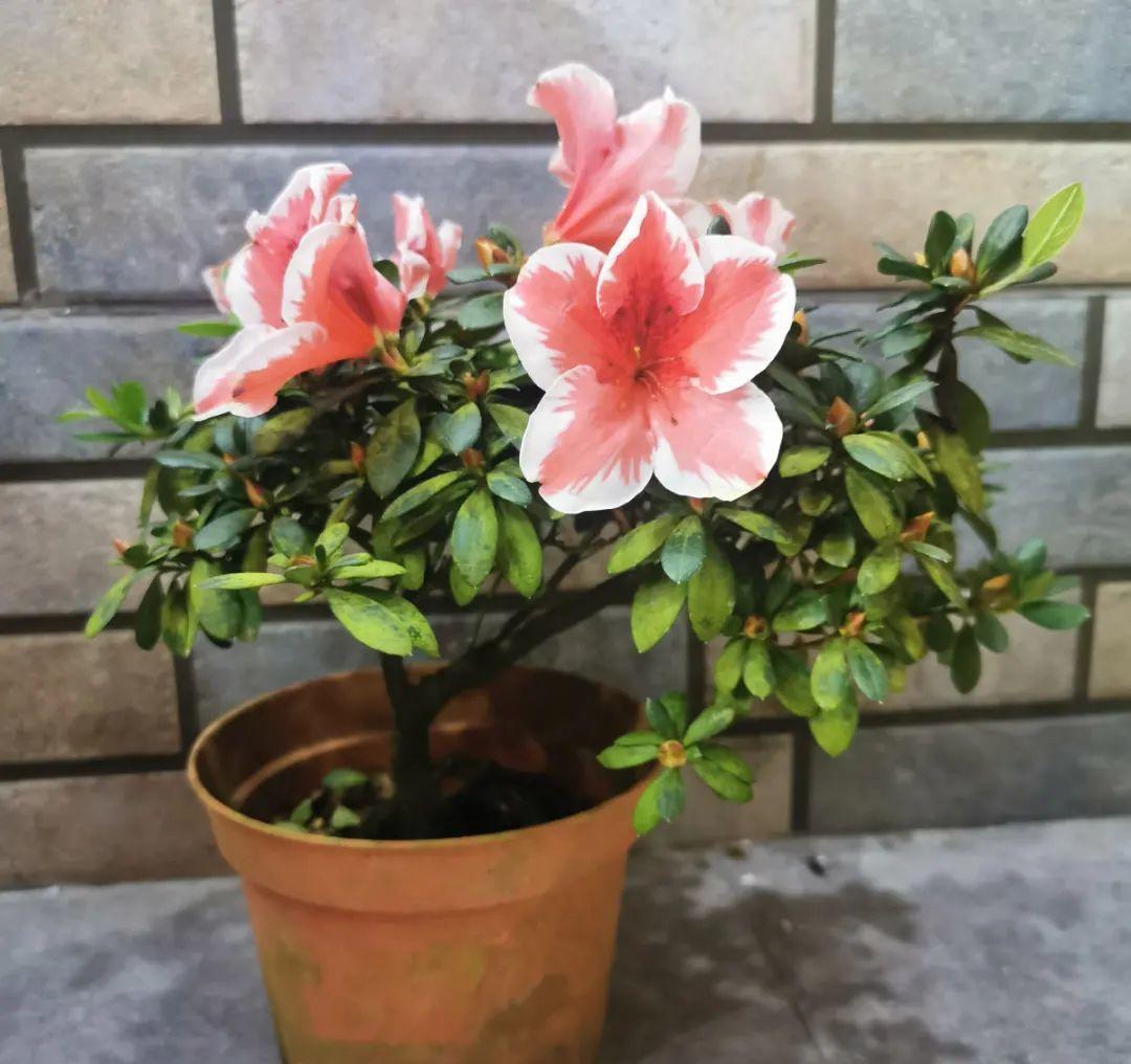 花成了光杆司令，剪一刀撒点药，很快冒新芽