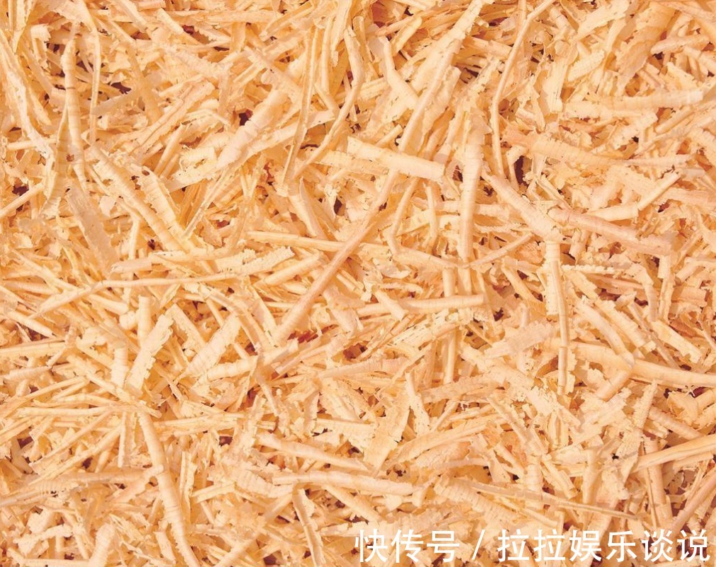 家里面几种垃圾不能扔,用来种花,是植物很好的肥料