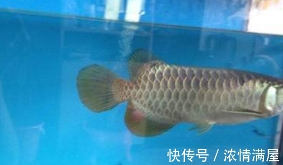 回家|男子花1万元买金龙鱼，回家鱼不见了！得知真相却蒙了！