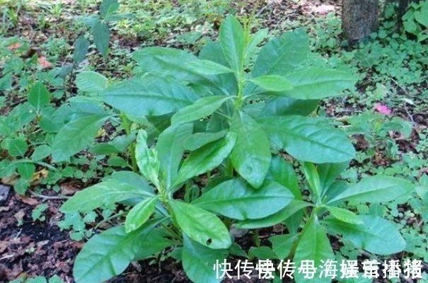 中老年人|农村的一种“假人参”,可吃可入药、营养非常大,见到不要错过