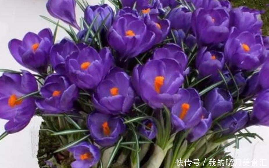 冬天买花要谨慎,懂行的人不买3种花,因为买了养不活,浪费钱!