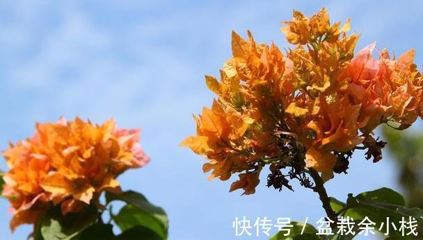 磷酸二氢钾|三点做不好,三角梅盛花期无花可开,好看的三角梅都是别人家的