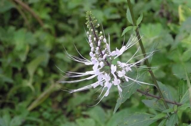 肾草|这东西，路边常见，俗称“肾草”，价值珍贵却被当野草对待，可惜