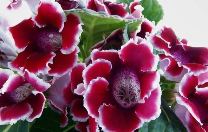 给花草进行卫生大扫除,就用3个方法,干干净净过大年